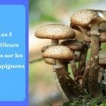 Les 4 meilleurs livres sur les champignons